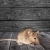 Chevy Chase Mice and Rat Control by Absolute Home and Pest Solutions